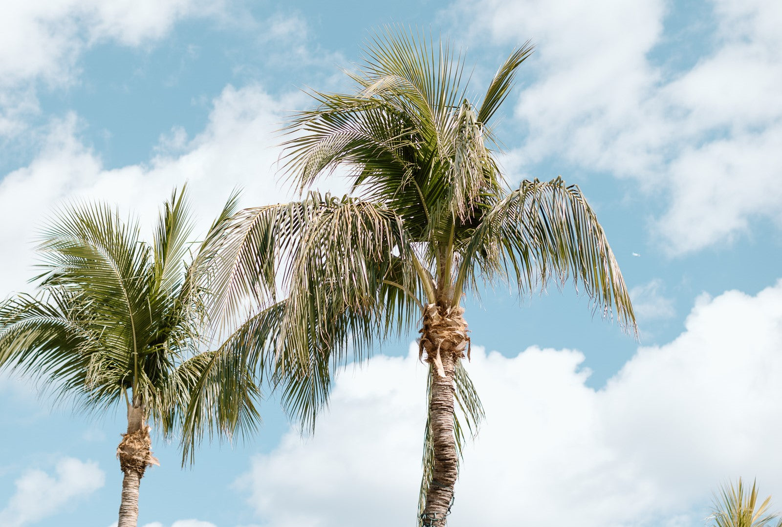 Two palm trees against a blue sky. 