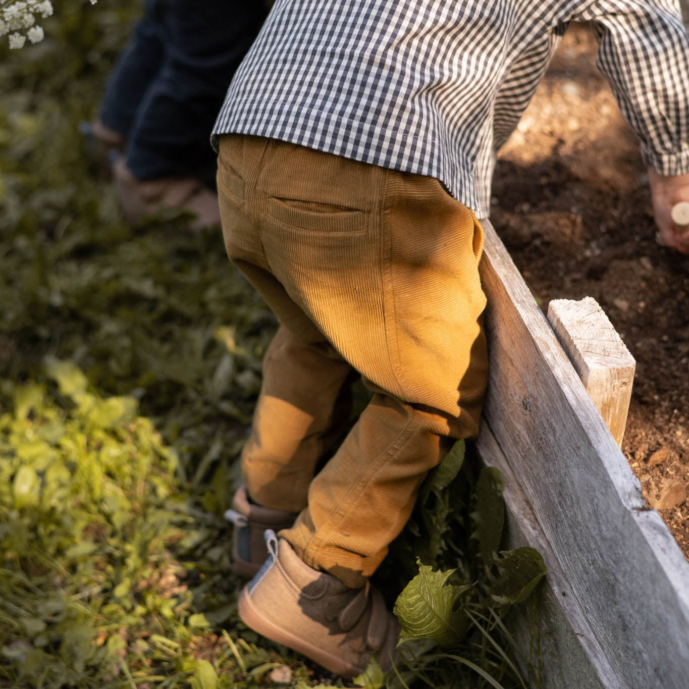corduroy pant ochre