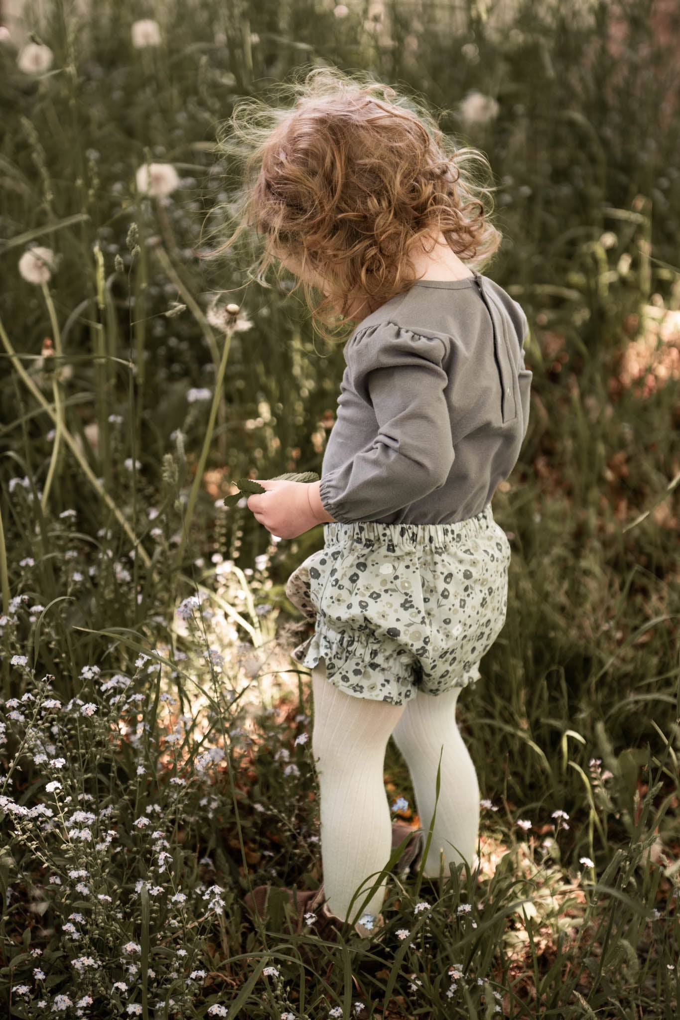 Ruffle Bloomer - Forget-Me-Not